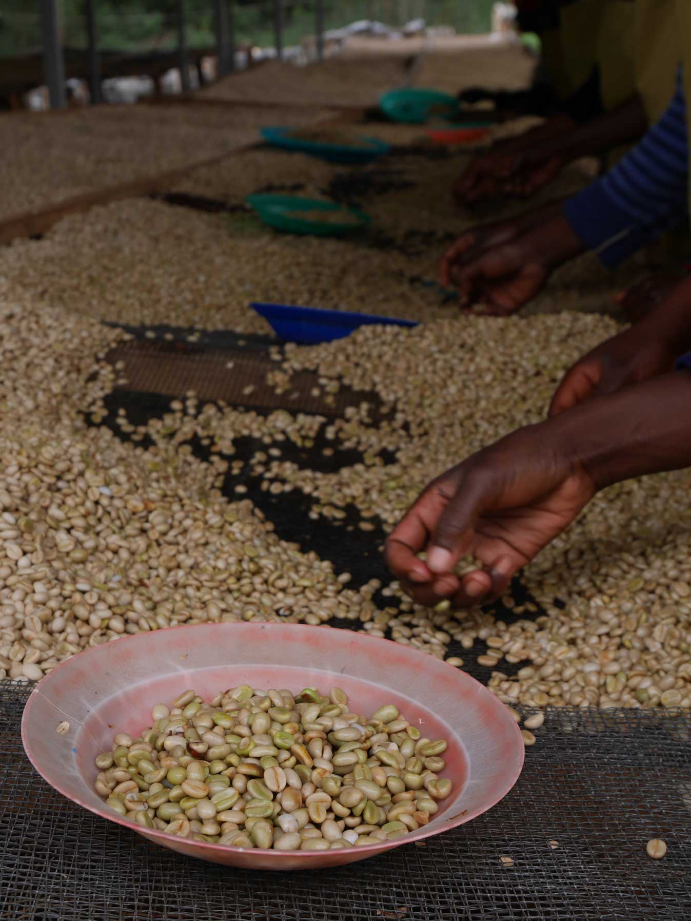 ريميرا نياماقابي رواندا بمعالجة فنكي