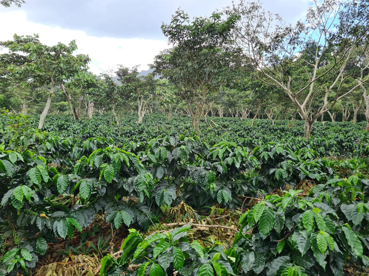 اسبريسو فردي المصدر - ماوريسيو السلفادور