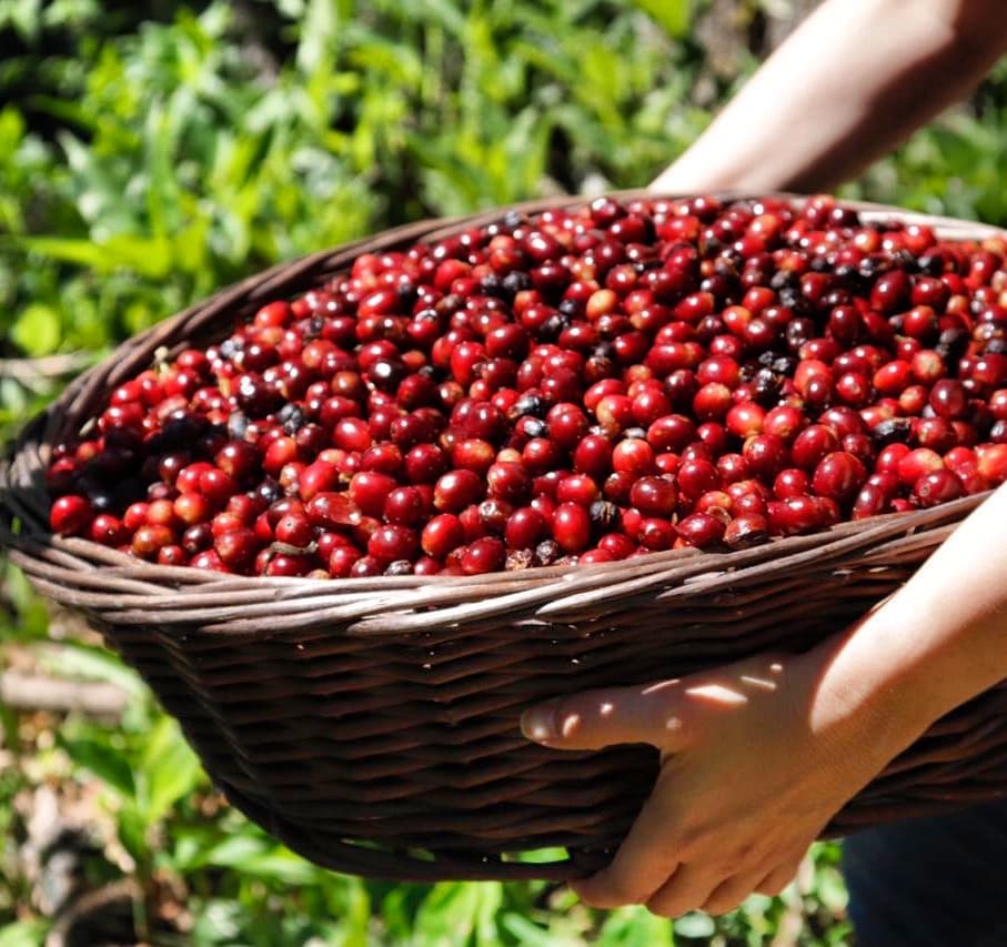 آبو كوفي – كانياس فيرديس قيشا - بنما