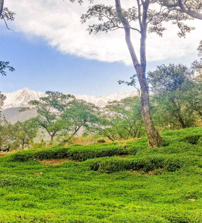 Mountain Green 2019  Single Batch Tea