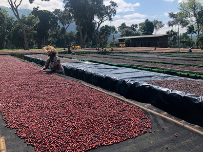 بي بيري بومبي دوراتو إثيوبيا