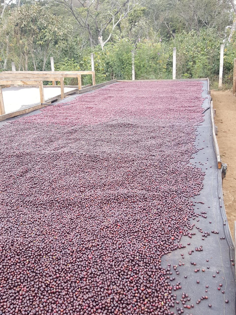 اسبريسو فردي المصدر ڤيا سايبرس – السلفادور