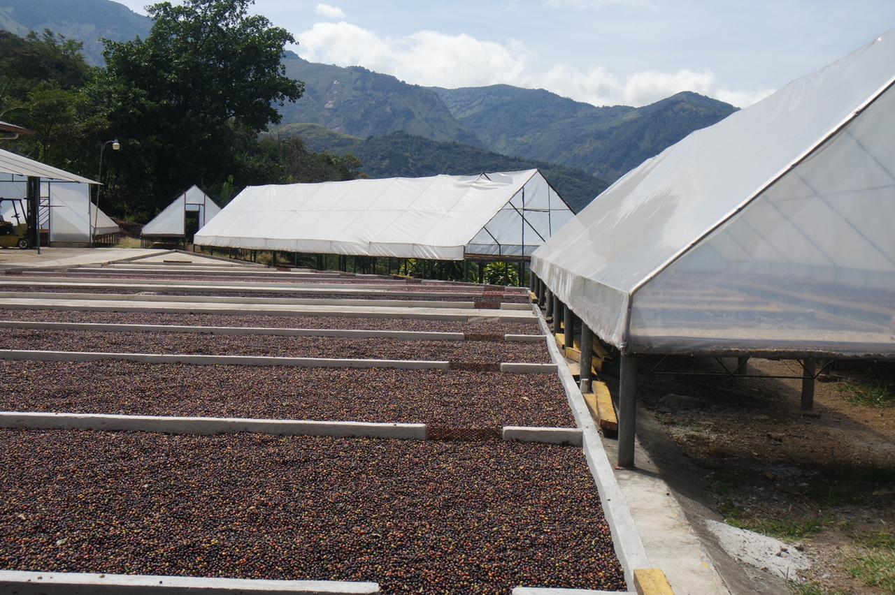 اسبريسو فردي المصدر - ماوريسيو السلفادور